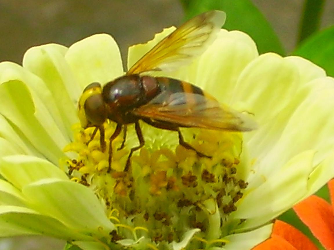 Volucella zonaria F. (Syrphidae)